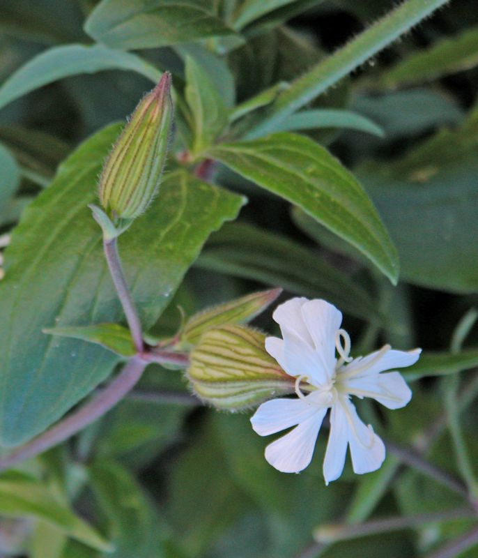 Silene latifolia / Silene bianca